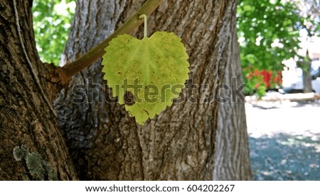 Green leaf with heart shape