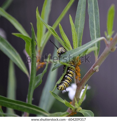 Monarch caterpillar curled around Milkweed Plant