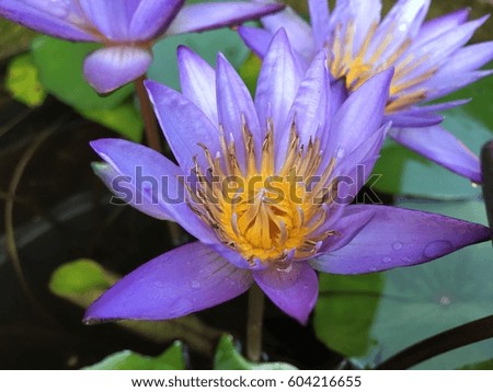 beautiful waterlily or lotus flower is complimented by the rich colors of the deep blue water surface. Saturated colors and vibrant detail make this an almost surreal image.