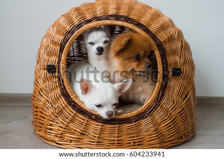 Two lovely and cute chihuahua puppies and furry pomeranian  puppy dog sitting in a wicker doghouse and looking out of it with funny emotional faces