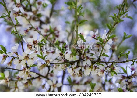 Almond blossom or flower of prunus dulcis 