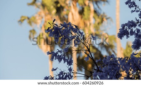 Jacaranda trees in Sydney, Australia