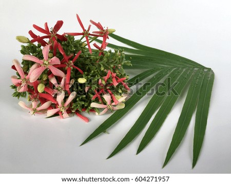  Rangoon creeper with green leaf and space for text on white background