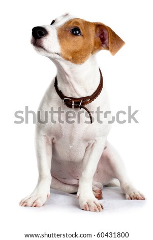 Puppy of a dog in studio against a white background. A Jack Russell terrier is a dog with a high level of energy. Royalty-Free Stock Photo #60431800