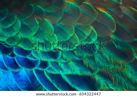 Details and colors of peacock feathers. Royalty-Free Stock Photo #604322447