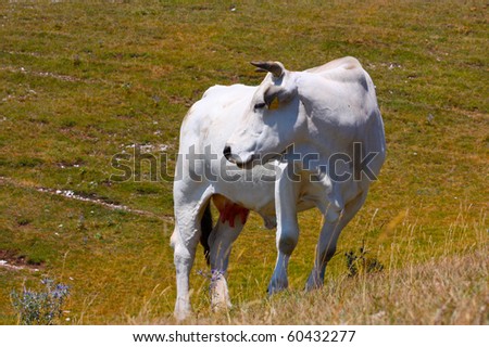 Cows grazing in the Italian Apennines taken in summer