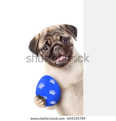 Puppy with colorful Easter egg behind white banner . Isolated on white background