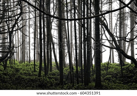 Magical Forest Trees in Mist.  Magic Silhouettes of Foggy Trunks . Fantastical Rain forest Background.  Nature Landscape