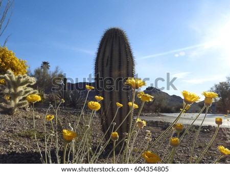     Yellow Daisies and Saguaro        