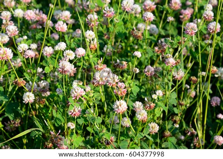 Red clover, Latin Trifolium pratense. A plant of the genus Clover , the legume family, subfamily butterfly.