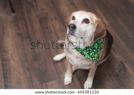 Sitting Dog Wearing St. Patrick's Day Clover Leaf Bandana on Wood Floor
