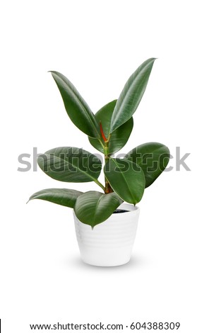 houseplant - young Ficus elastica a potted plant isolated over white
