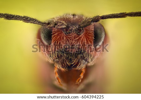 Extreme magnification - Ant queen portrait