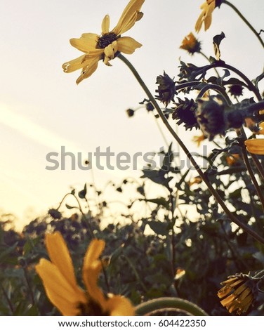 Title: The Sunsetting flowers

A shot of sunflowers and its vibrant color during a sunset