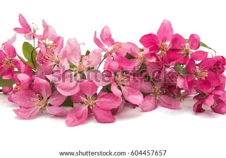 Pink apple flower isolated on white background