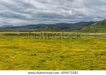 Wildflower meadow landscape on the roadside