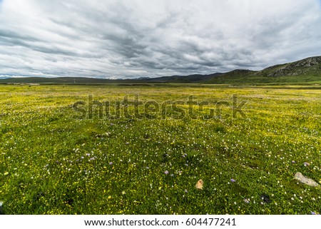 Wildflower meadow landscape on the roadside