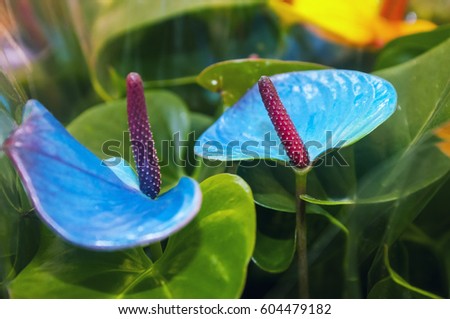 Anthurium (Picasso) is a genus of about 1000 species of flowering plants,the largest genus of the arum family, Araceae.General common names include anthurium, tailflower, flamingo flower and laceleaf.