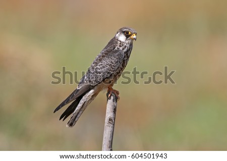 Amur falcon Falco amurensis Birds of Thailand