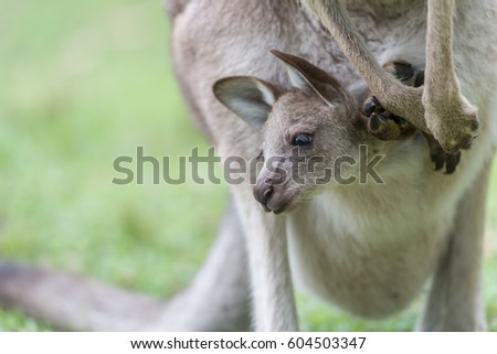Close-up of a baby kangaroo in a kangaroo pocket
