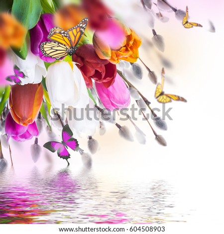 Multi-colored tulips with willow and butterflies. Easter flowers, floral background.