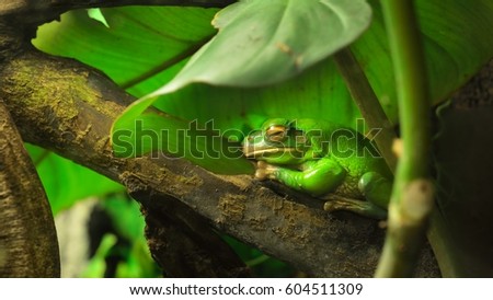Australian green tree frog Litoria caerulea in a natural environment resting on a tree