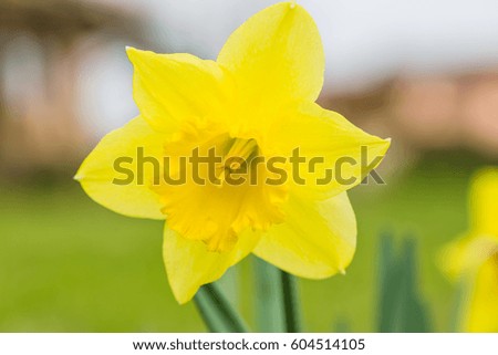 Lovely fresh spring narcissus