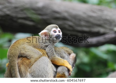 Adorable baby squirrel monkey clinging to it's mother's back.