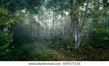 Beautiful morning fog in the deciduous forest in Latvia. Cold Autum mood.