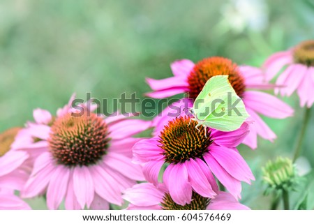 Outdoor bright color macro portrait of a single green brimstone butterfly sitting on an orange pink echinacea / coneflower blossom with blurred natural background  taken on a sunny summer day