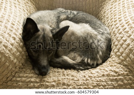 Dog lies in a chair