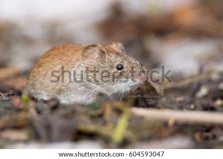 Mouse in the snow eating sunflower seeds, Russia, Moscow, park, winter