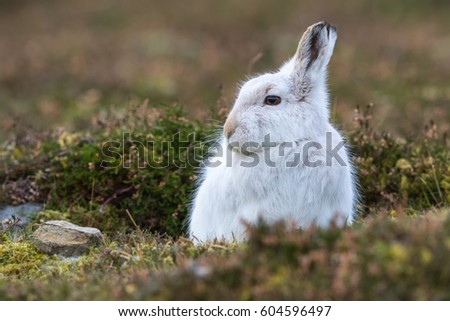 Close up of Mountain Hare (Lepus timidus) in winter white coat in heather, staring to left of picture