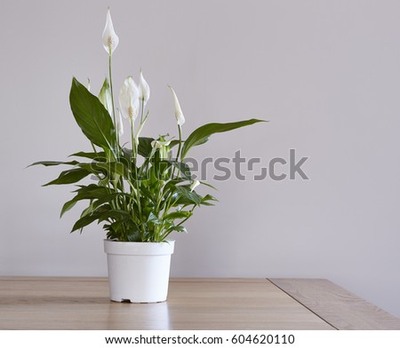A pot of a peace lily houseplant on a dining table Royalty-Free Stock Photo #604620110
