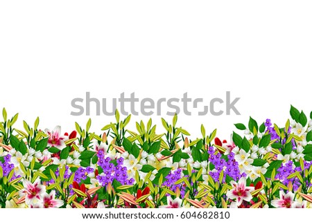 Colorful spring flowers isolated on white background. 