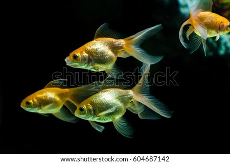 Gold fishes swimming in aquarium tank