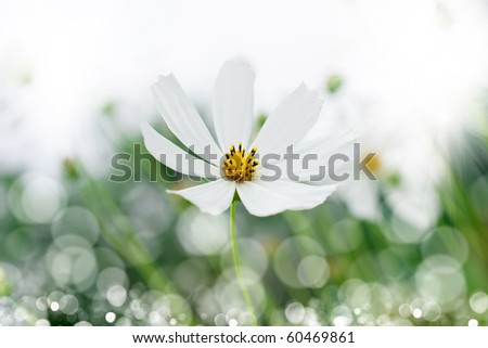 White  flowers  with bokeh background