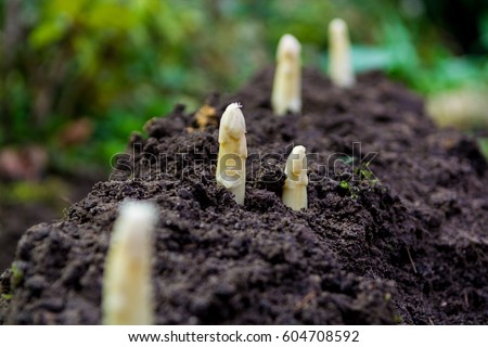 Young and fresh white asparagus - spring growth on cultivated fields, organic farm in the Netherlands Royalty-Free Stock Photo #604708592