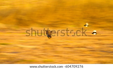 Flying bird in nature. Abstract Motion Blur Background
Western Marsh Harrier Circus aeruginosus
