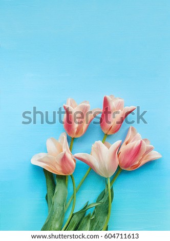 Tulips on blue background top view