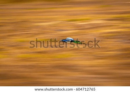 Flying bird in nature. Abstract Motion Blur Background
Eurasian Magpie / Pica pica
