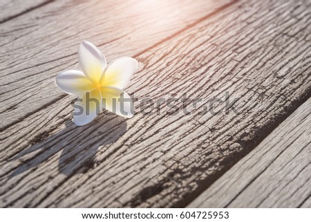 White Plumeria on old wooden floor