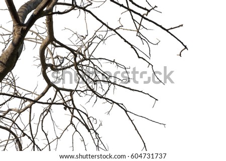 tree branch silhouette photography , white background , has clipping path