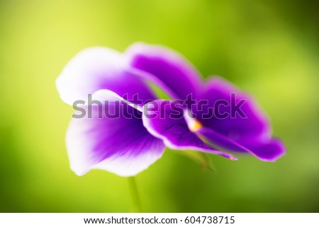 Violet pansy, selective focus, green background