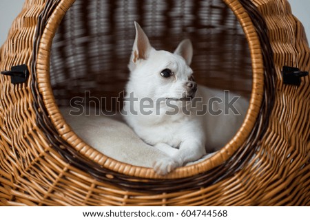 Lovely and cute little chihuahua resting in wicker doghouse basket and looking out of it