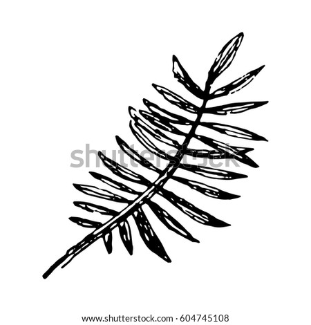 Tropical leaf illustration