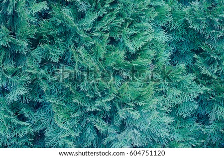 Needles texture, fir background.