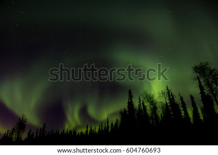 Bright green northern lights with trees silhouetted in foreground.
