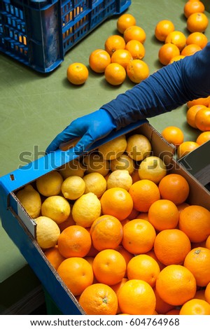 Just picked tarocco oranges packaged into cardbord boxes