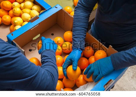 Farmers manually selecting and then packaging just picked tarocco oranges